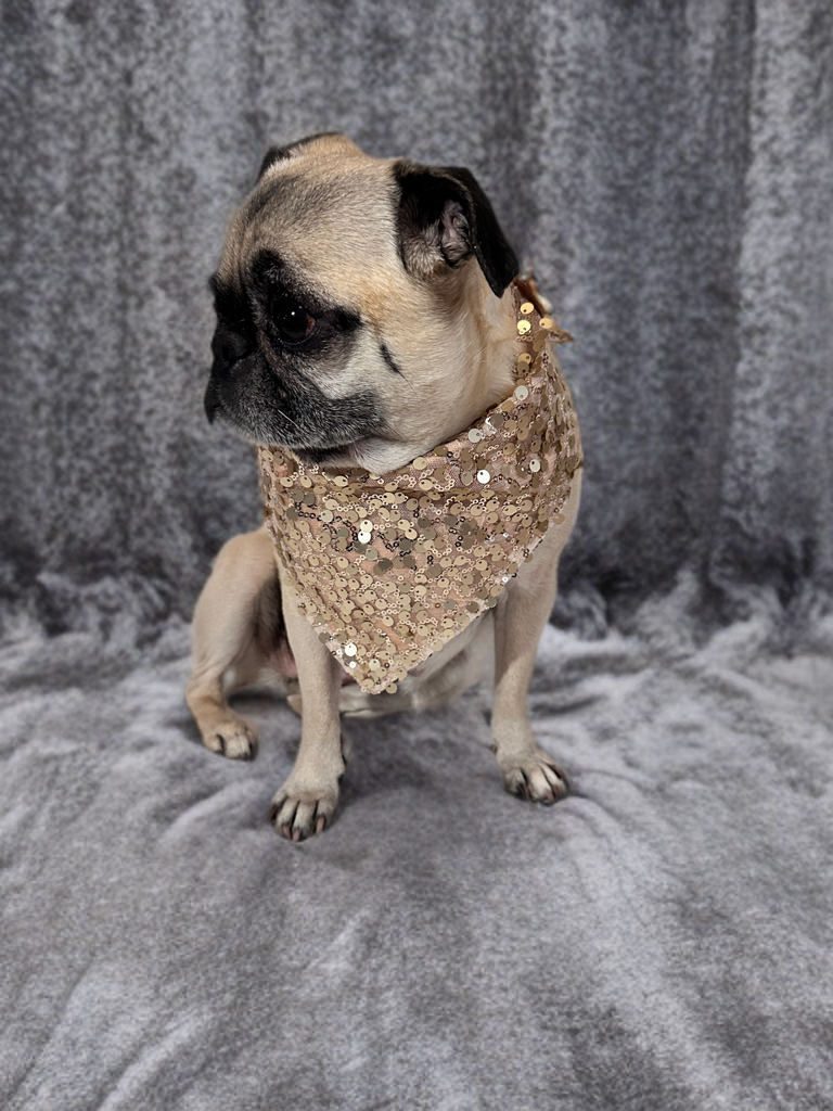 Sparkling Petal Prince Bandana