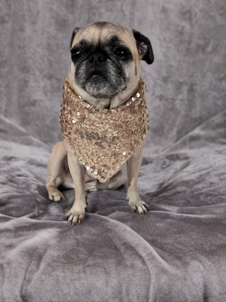 Sparkling Petal Prince Bandana