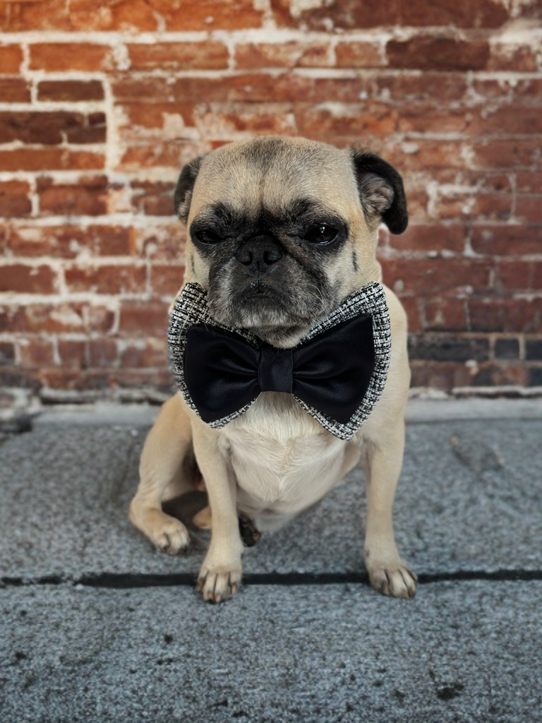 Monochrome Luxe Bow