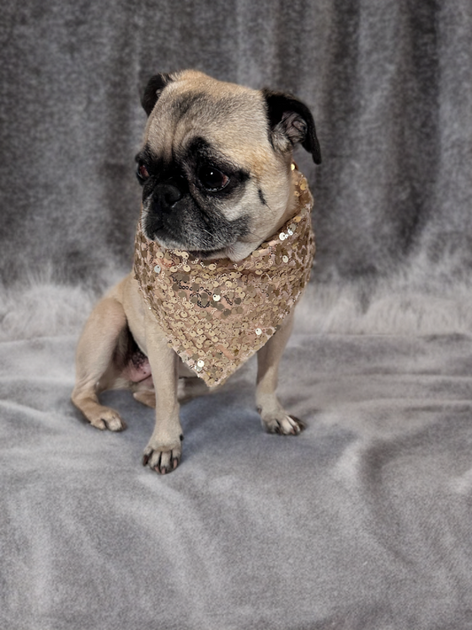 Sparkling Petal Prince Bandana