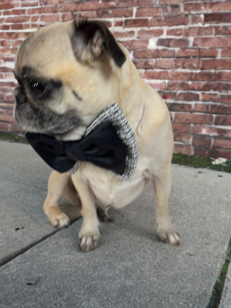 Monochrome Luxe Bow